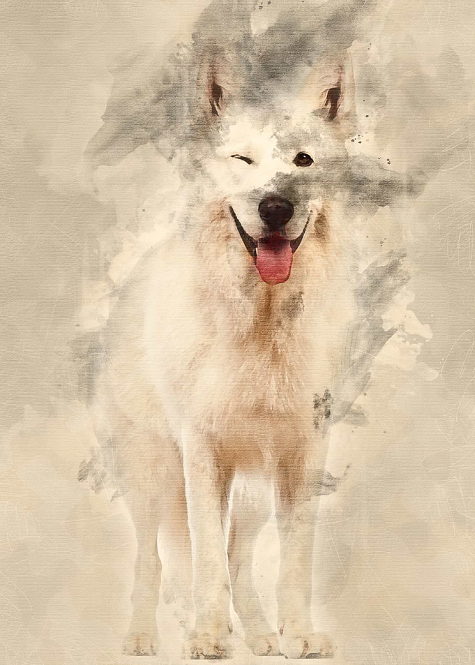 Swiss Shepherd dog 5 years