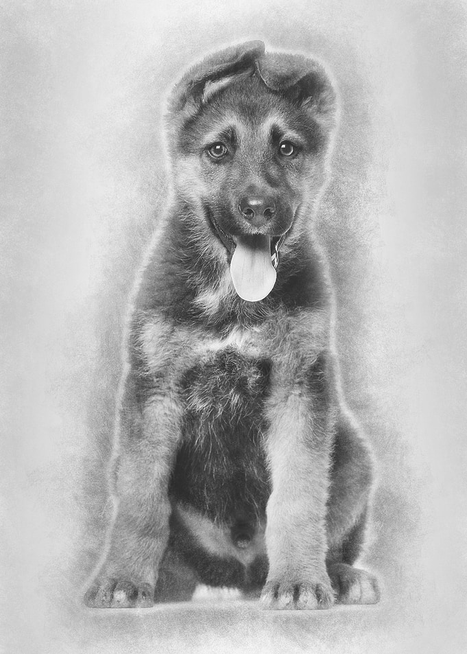 German Shepherd puppy 3 m