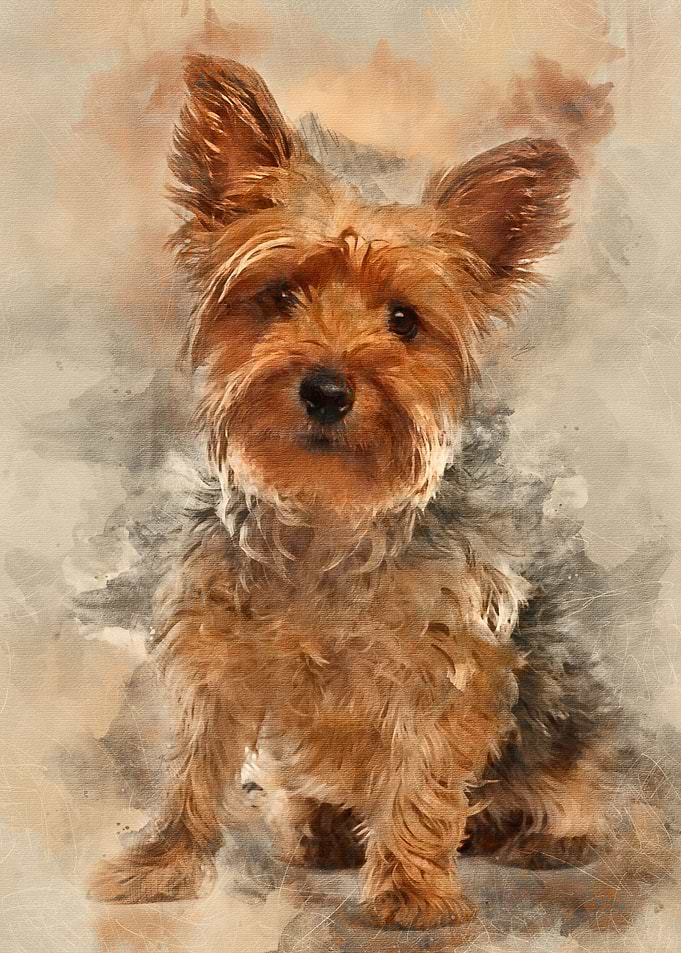 Yorkshire Terrier 25 year