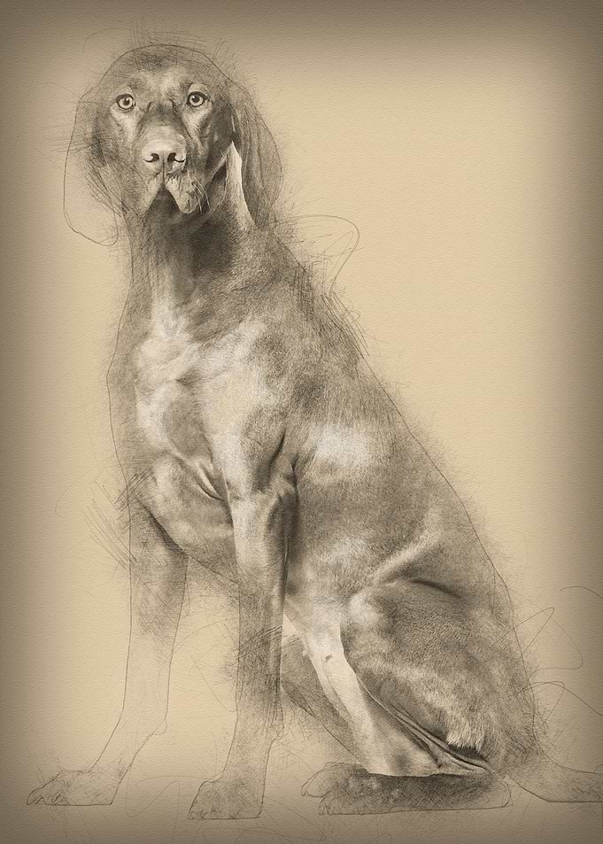 Vizsla dog 15 years old s