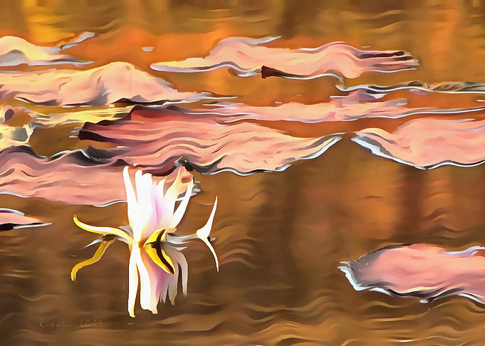Golden Water Lily