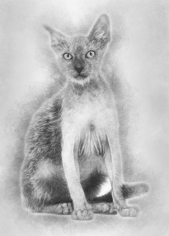 Kitten Lykoi cat 3 months