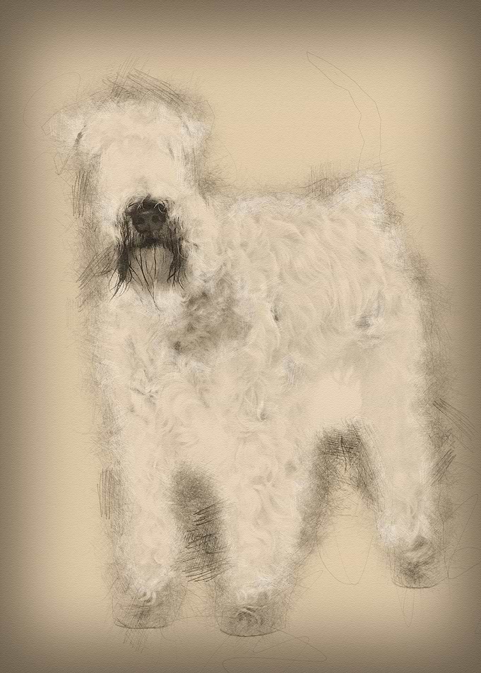 SoftCoated Wheaten Terrier