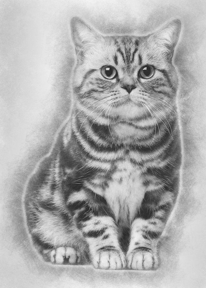 Brazilian Shorthair cat 1