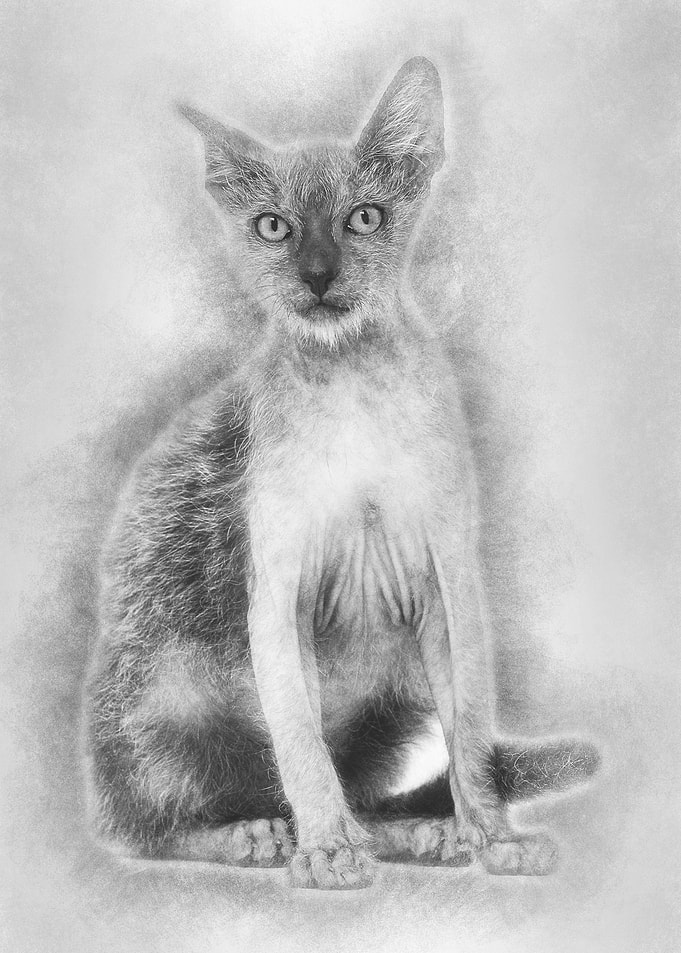 Kitten Lykoi cat 3 months