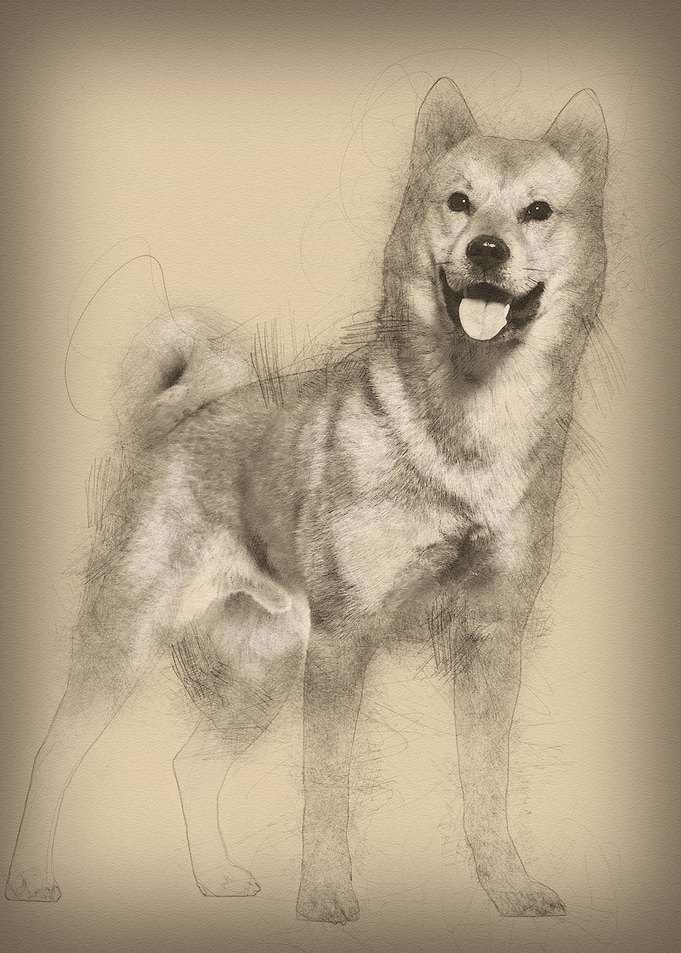 Shiba Inu standing in stud