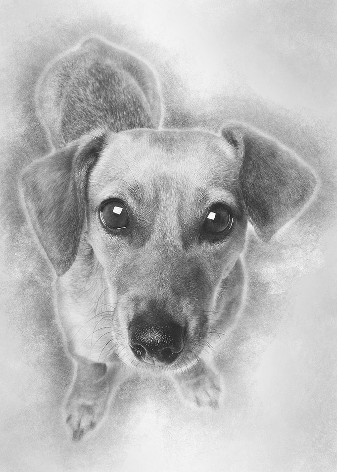 Dashund in front of a whit