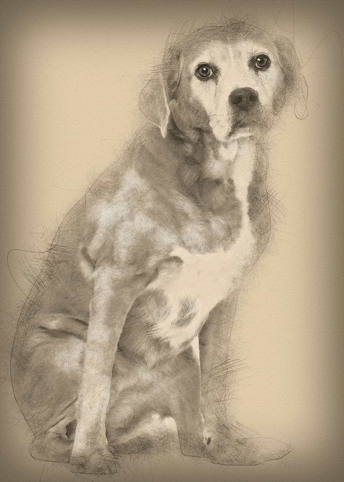 Old Mixedbreed dog 13 year