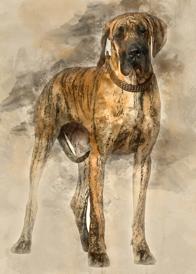Great Dane 10 months old s
