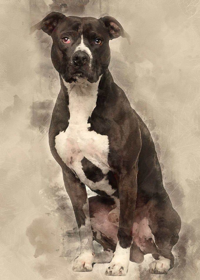 American Pit Bull Terrier