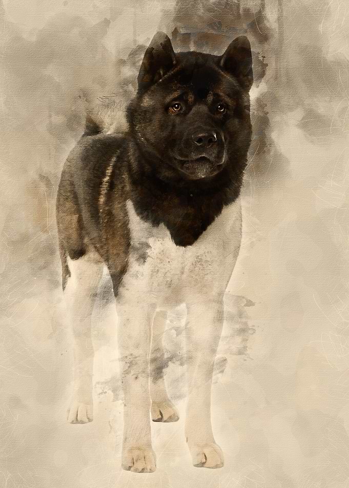 Akita Inu 16 months old st