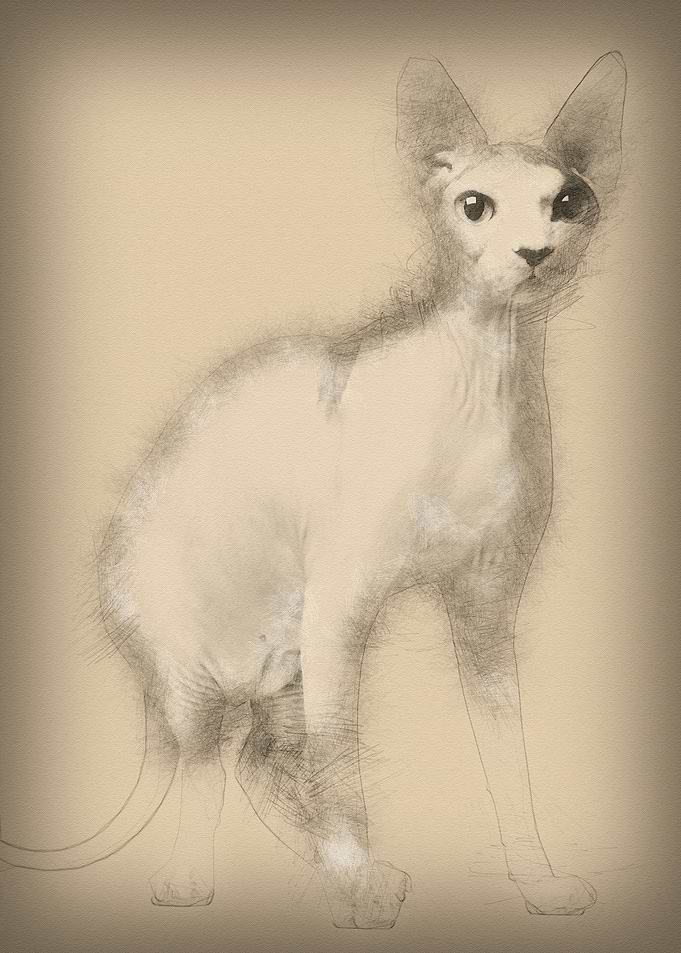 Sphynx cat 13 months old s