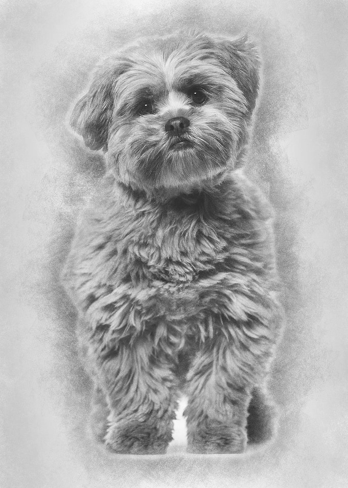 Lhasa apso dog 8 months ol