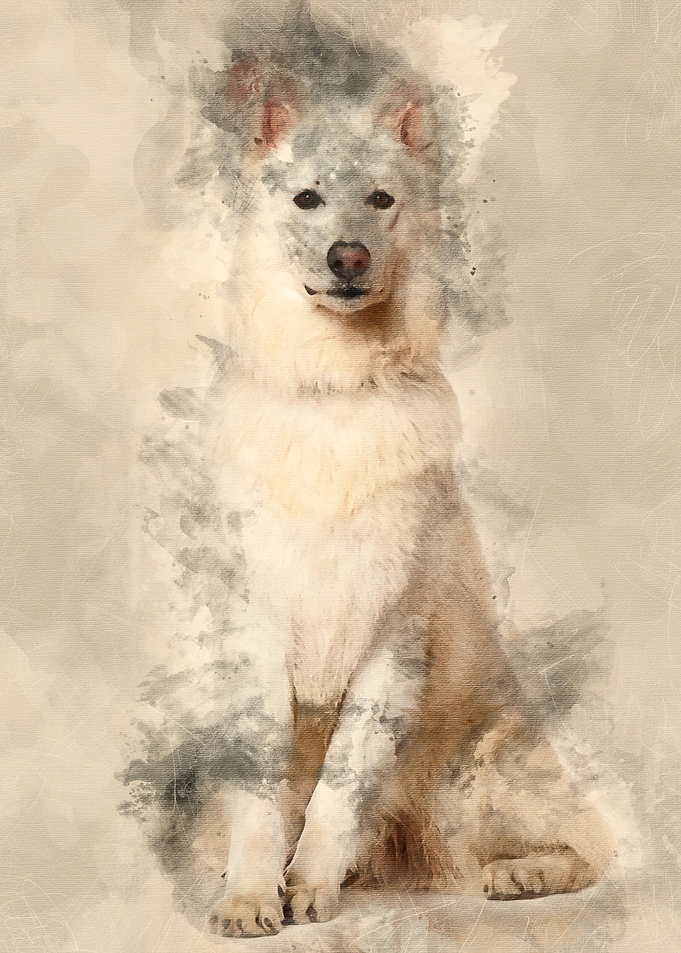 Swiss Shepherd dog 3 years