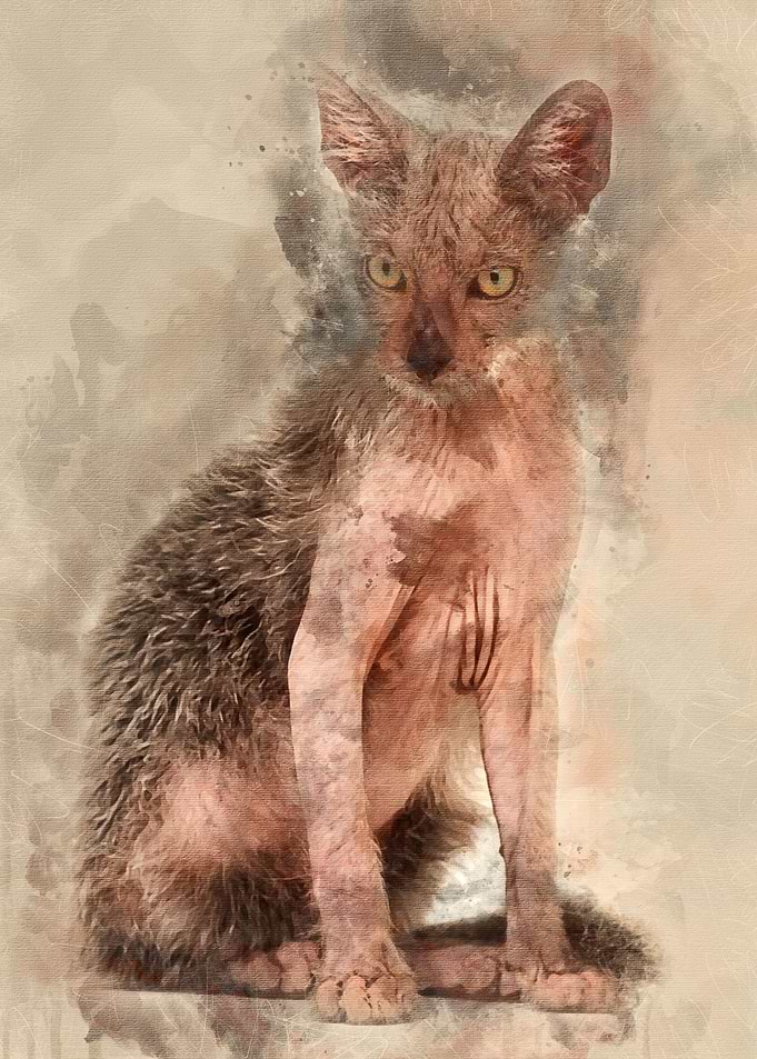 Kitten Lykoi cat 3 months
