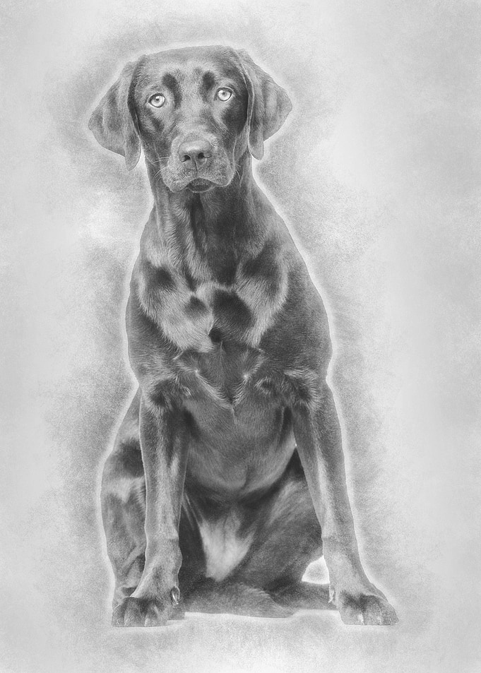 Labrador Retriever dog 8 m