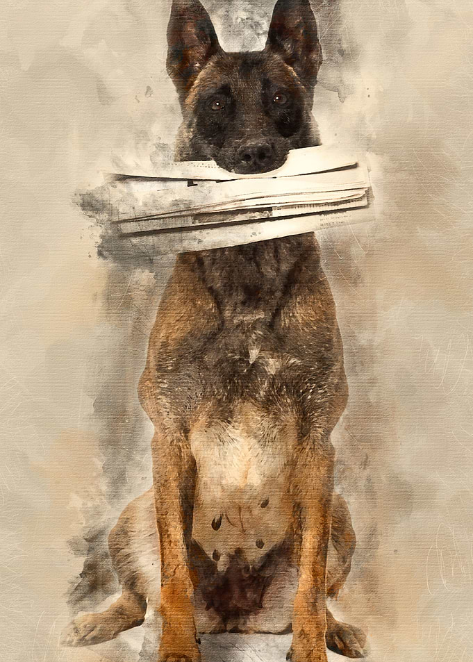 Belgian Shepherd sitting a