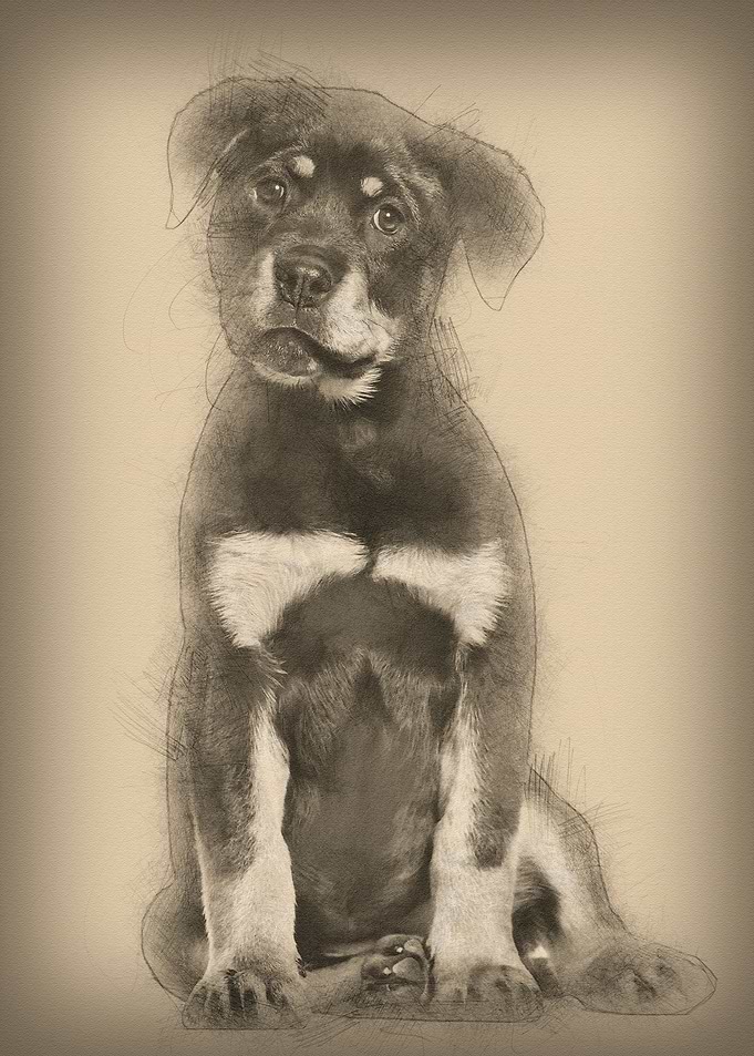 Rottweiler puppy 3 months