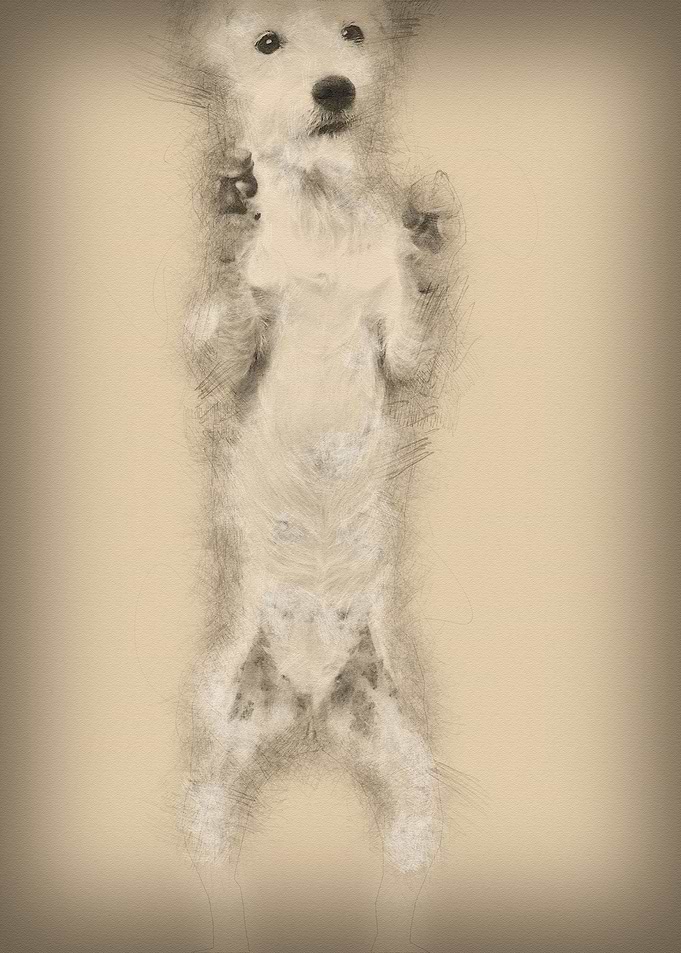 Parson Russell Terrier sta