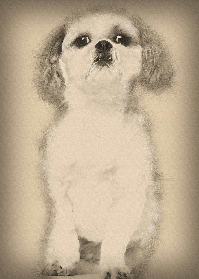 Shih Tzu 2 and a half year