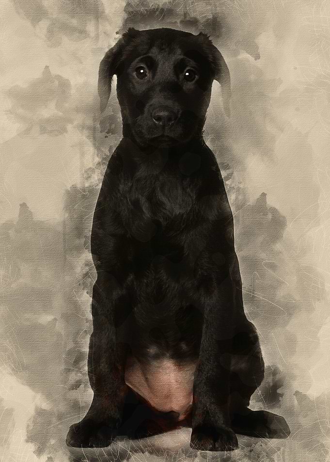 Labrador puppy 3 months ol