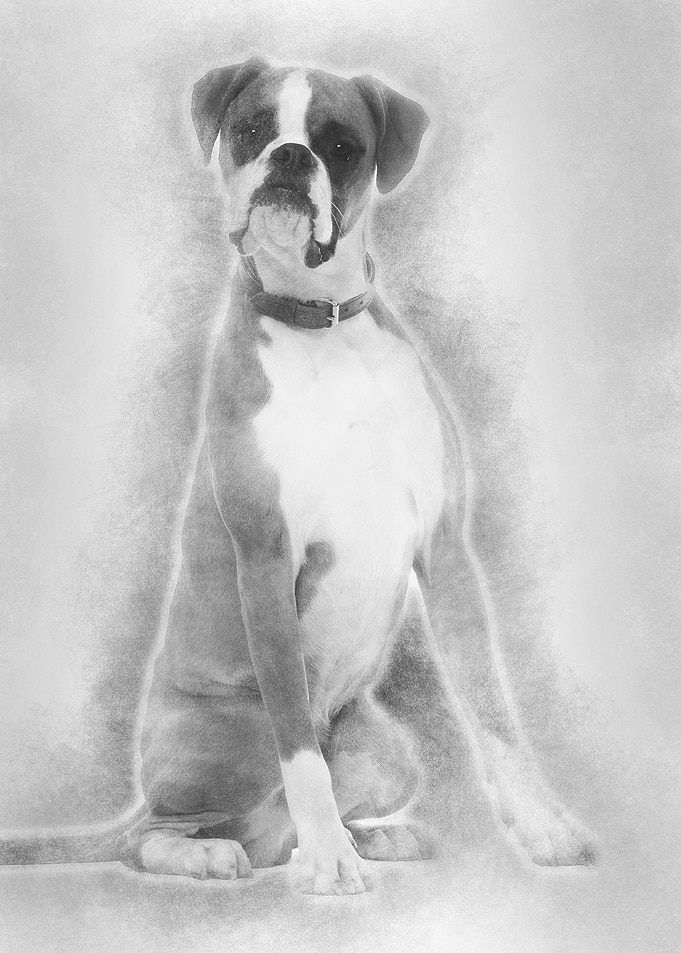 Boxer 12 months old sittin