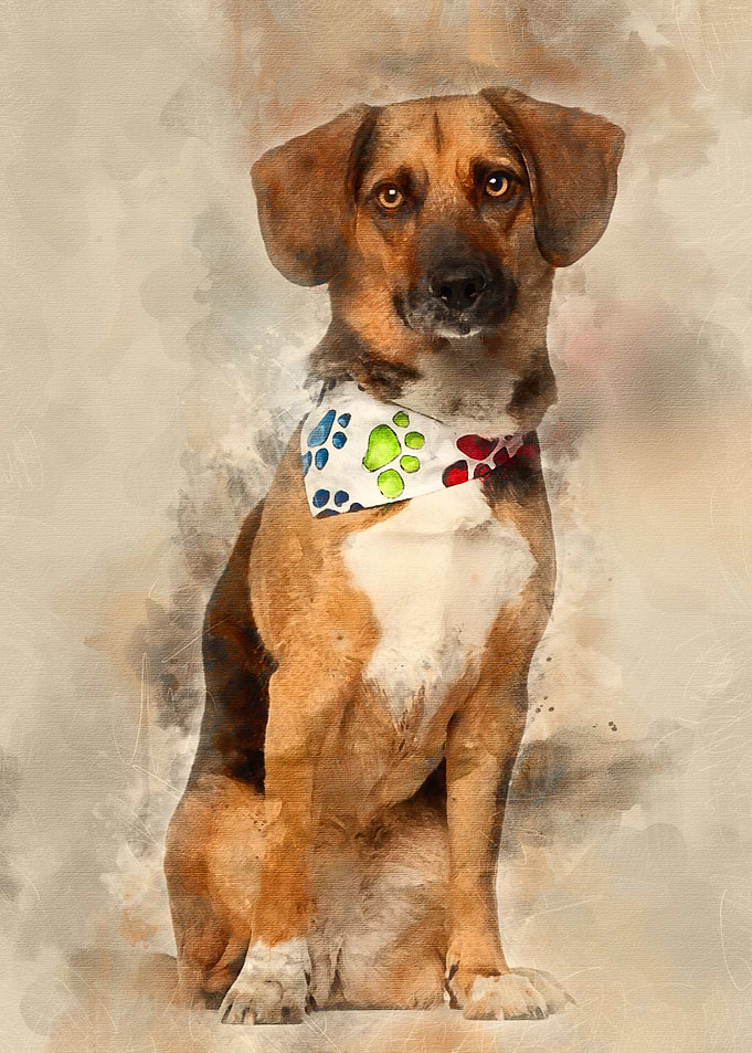 Dog cross breed with a bea