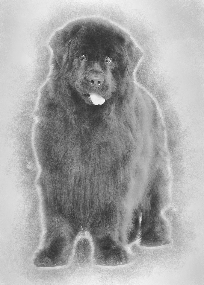 Newfoundland 4 years old s