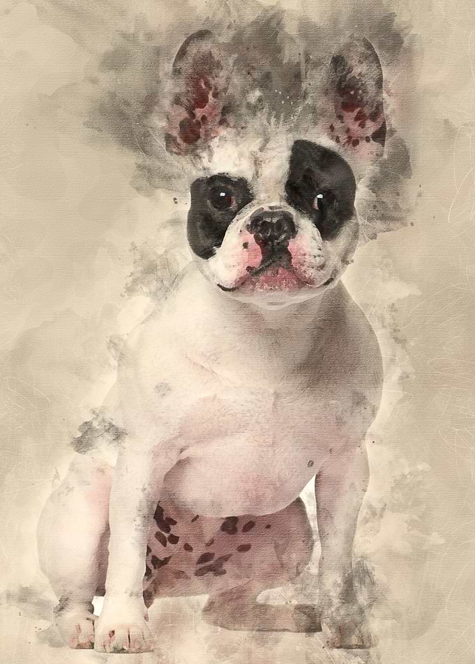 French Bulldog 2 years old