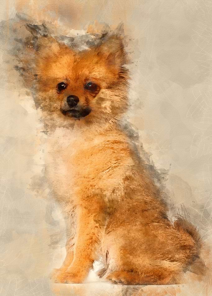 Spitz puppy 3 months old s
