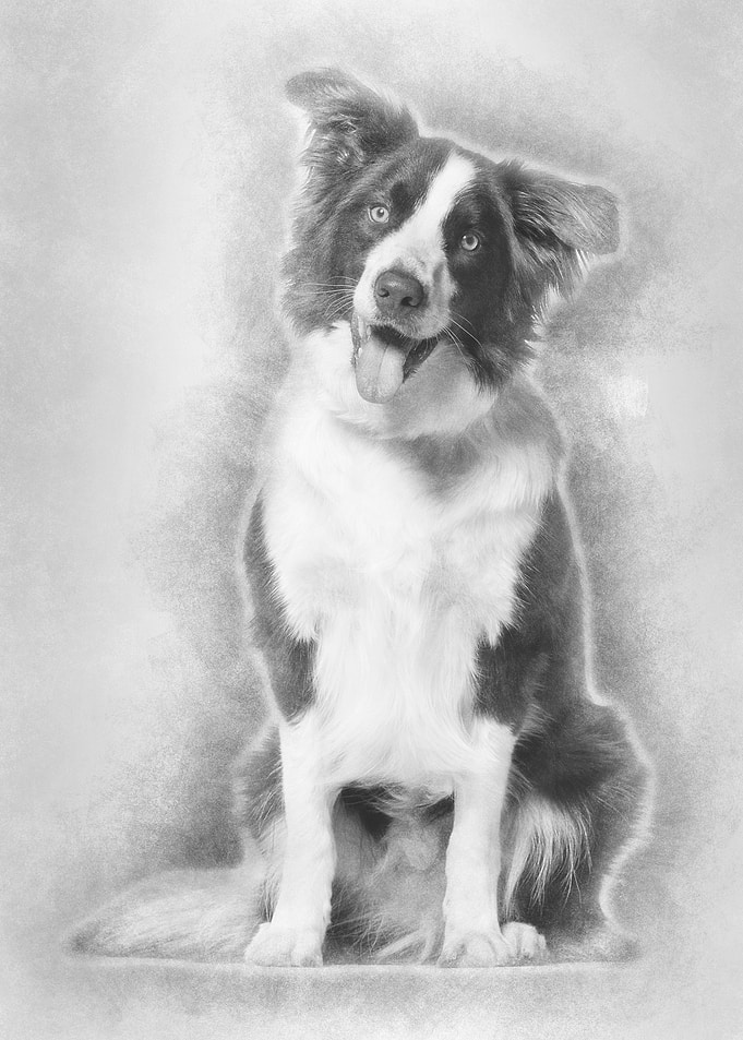Border Collie dog 1 year o