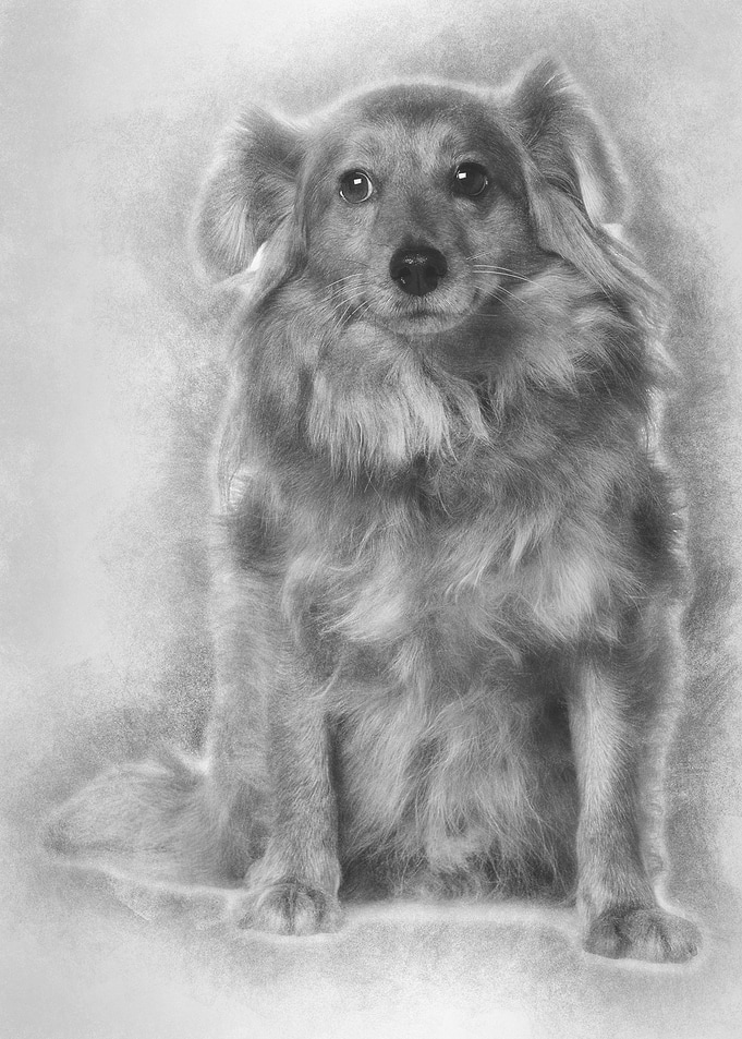 Crossbreed dog 6 years old