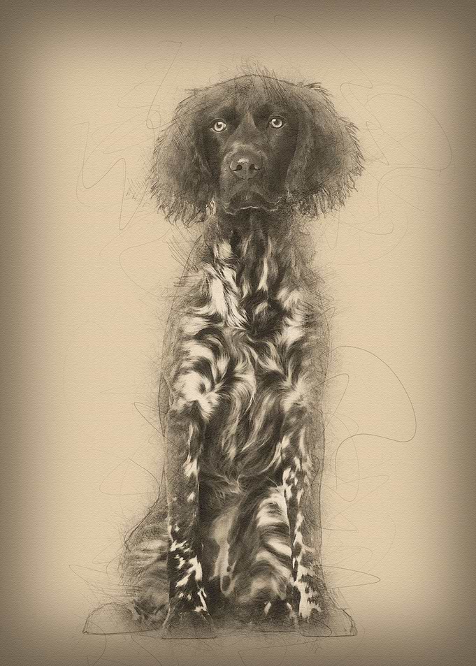 Munsterlander dog 9 month