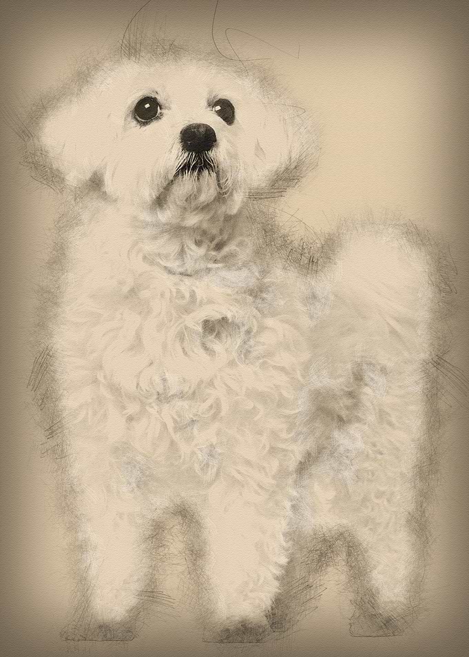 Maltese 11 years old stand