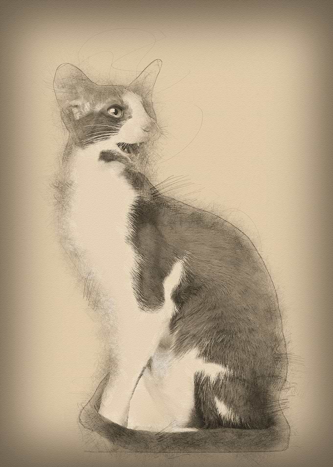 Oriental Shorthair sitting