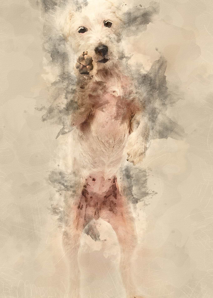 Parson Russell Terrier sta