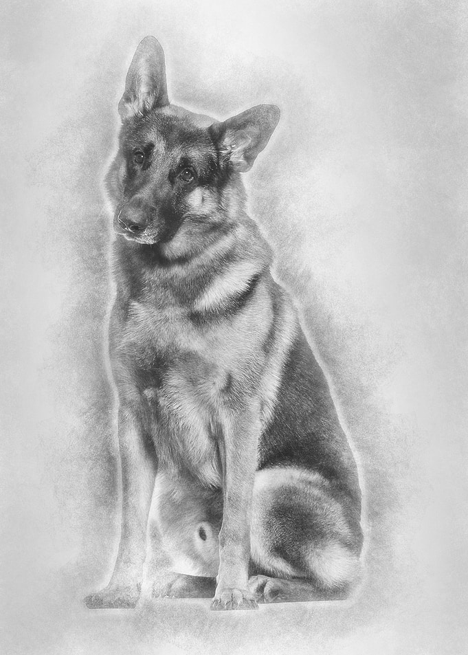 German Shepherd dog sittin