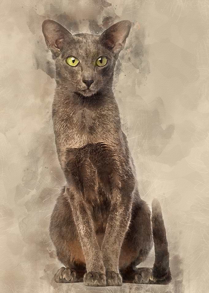 Oriental Shorthair sitting