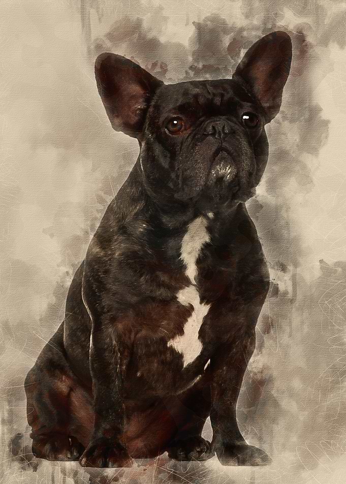 French Bulldog sitting aga