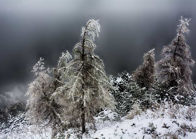 Winter