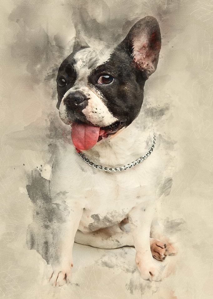 french bulldog dog isolate