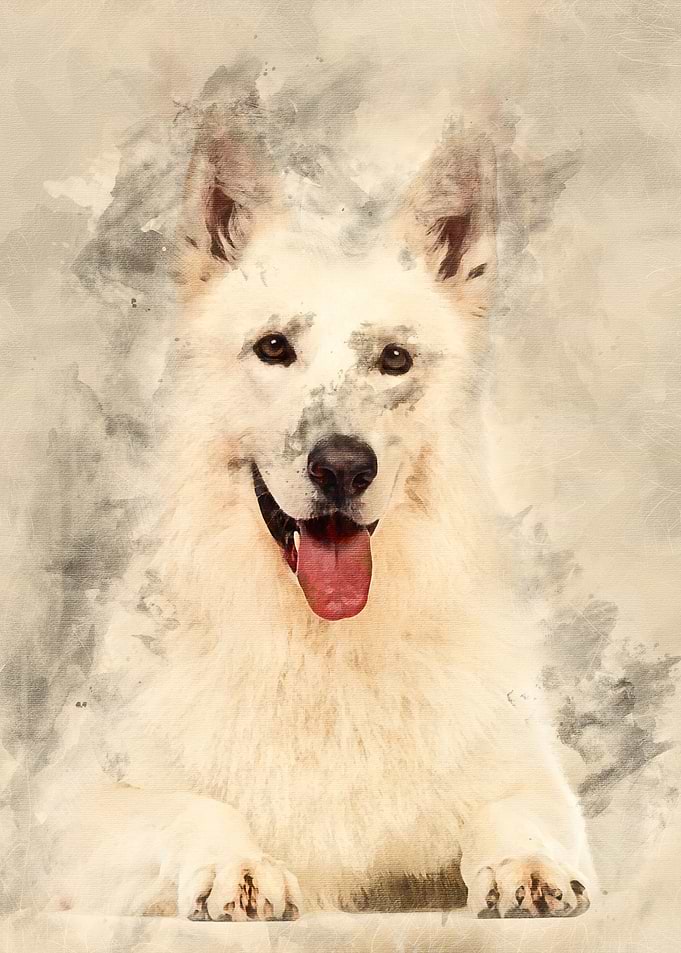 Swiss Shepherd dog 5 years