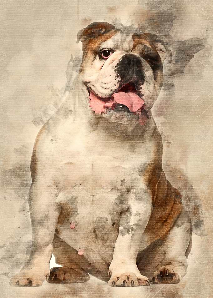 English Bulldog 6 years ol