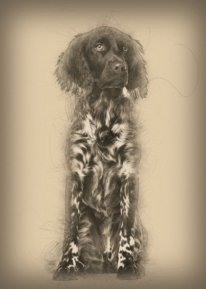 Munsterlander dog 9 month