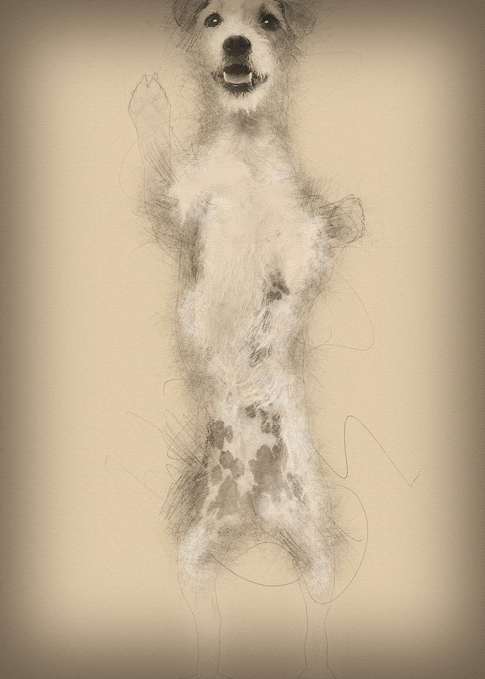 Parson Russell Terrier sta