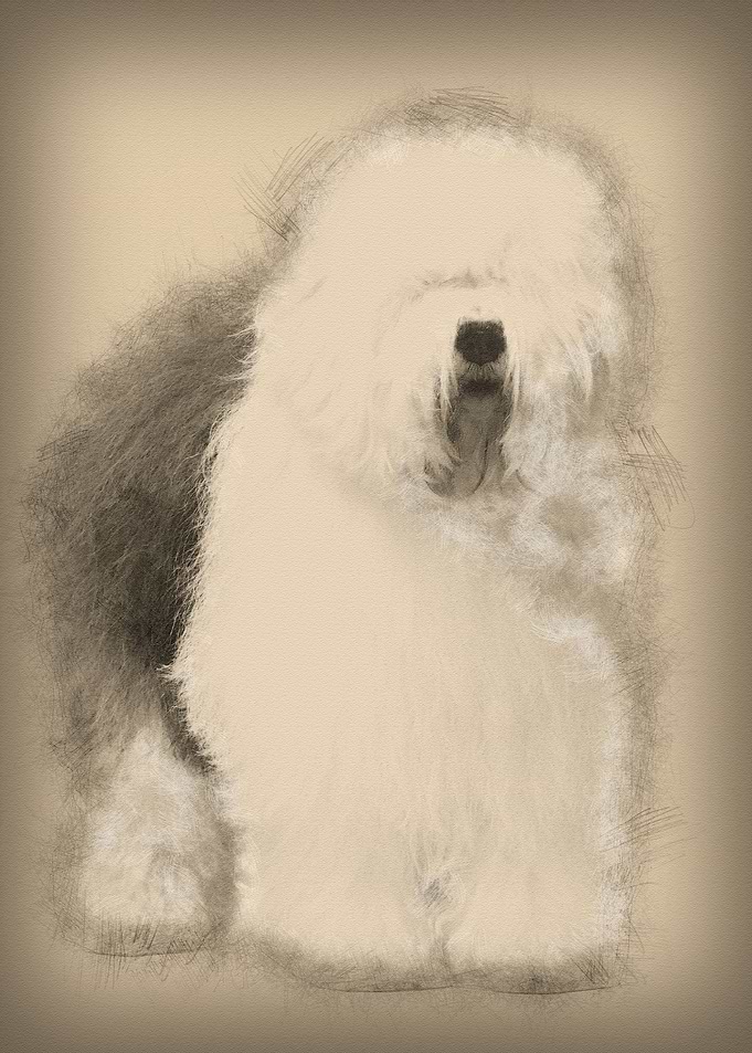 Old English Sheepdog 3 Yea