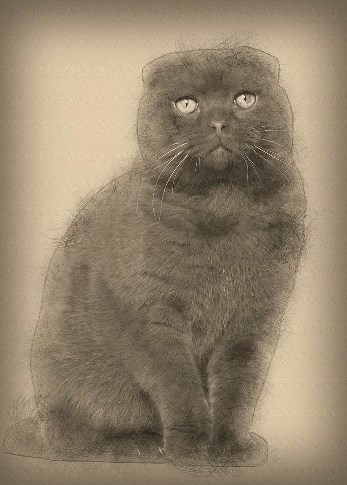 Portrait of Scottish Fold