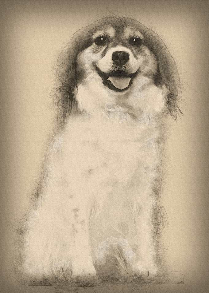 Papillon 7 years old sitti