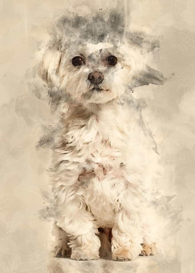 Maltese dog sitting agains