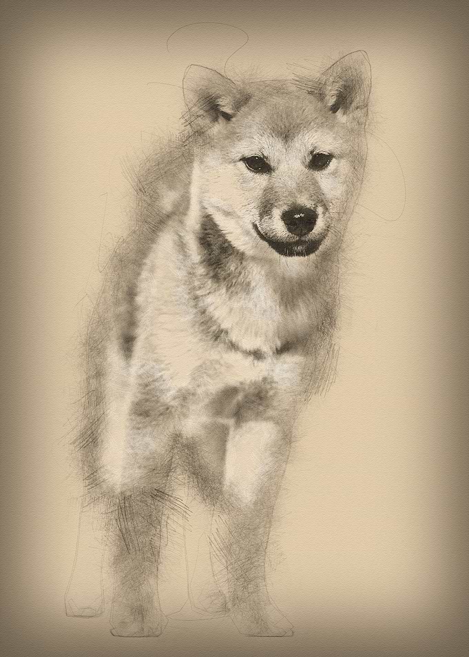 Shiba Inu dog standing aga